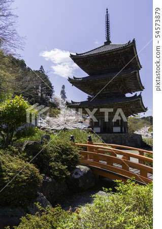 [奈良縣]大阪寺櫻花泉 54573879