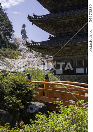 [Nara Prefecture] Osaka Temple Sakura Spring 54573880