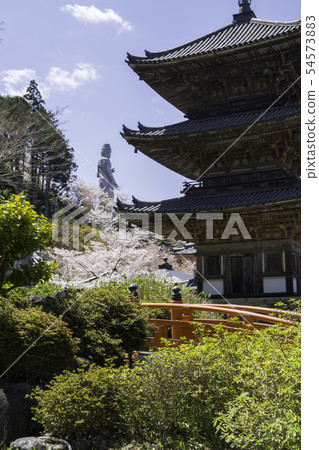 [奈良縣]大阪寺櫻花泉 54573883