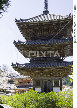 [奈良縣]大阪寺櫻花泉 54573888