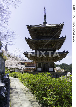 [Nara Prefecture] Osaka Temple Sakura Spring 54573890