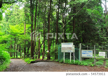 大和市Iwanomori 大和市Iwanomori 54573911