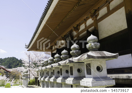 [奈良縣]大阪寺櫻花泉 54573917