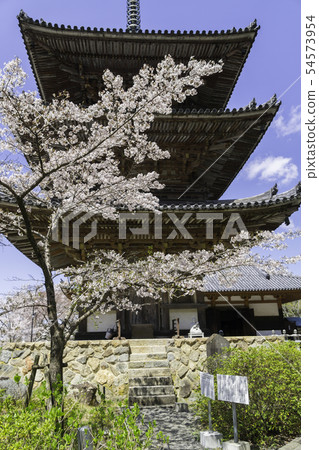 [奈良縣]大阪寺櫻花泉 54573954