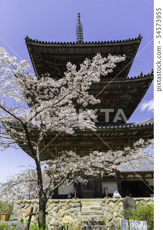 [奈良縣]大阪寺櫻花泉 54573955