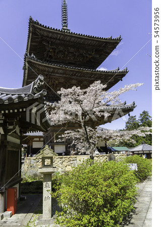 [奈良縣]大阪寺櫻花泉 54573956