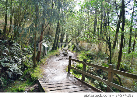 Forest trail 54574192