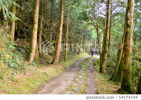 Forest trail 54574194