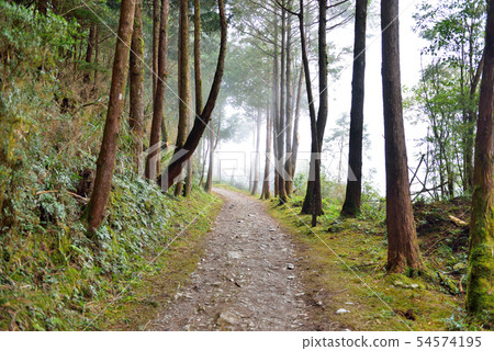 Forest trail 54574195