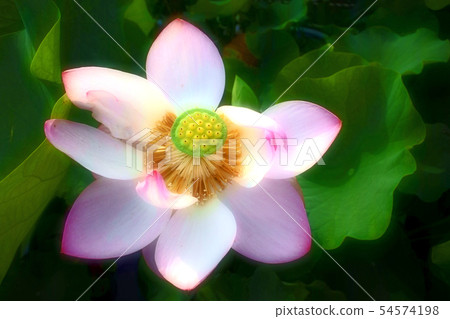 When the lotus flower blooms 54574198