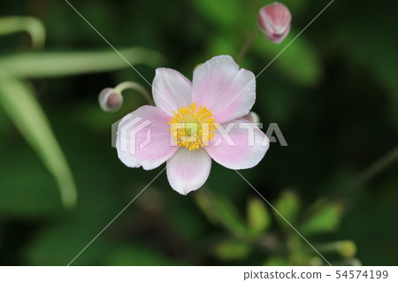 Aki Miku Chrysanthemum Beauty 54574199