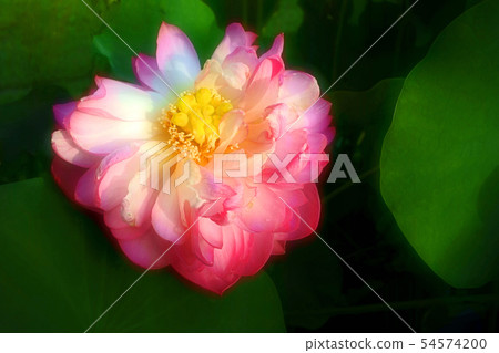 當蓮花綻放 54574200