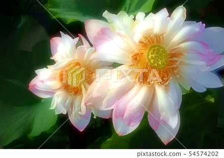當蓮花綻放 54574202