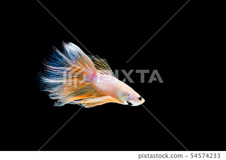 Betta fish, siamese fighting , betta splendens Betta fish, siamese fighting , betta splendens 54574233