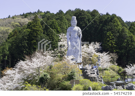 [Nara Prefecture] Osaka Temple Sakura Spring 54574259