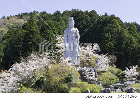 [奈良縣]大阪寺櫻花泉 54574260