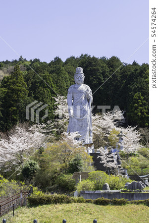 [Nara Prefecture] Osaka Temple Sakura Spring 54574264