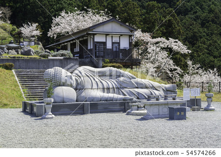 [Nara Prefecture] Osaka Temple Sakura Spring 54574266