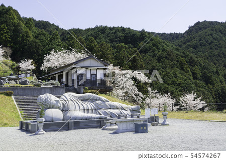 [Nara Prefecture] Osaka Temple Sakura Spring 54574267