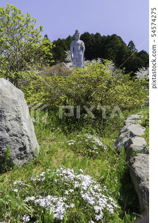 [奈良縣]大阪寺櫻花泉 54574275