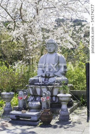 [奈良縣]大阪寺櫻花泉 54574277