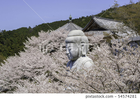 [Nara Prefecture] Osaka Temple Sakura Spring 54574281