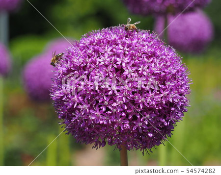 Allium Gicantium和蜜蜂盛開 54574282