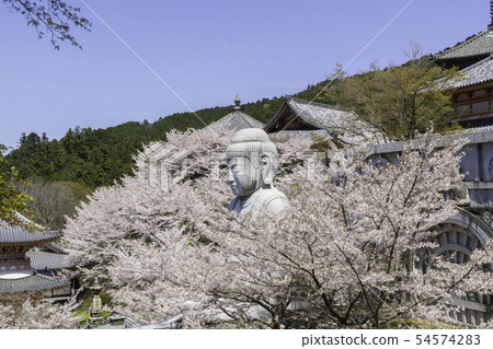 [Nara Prefecture] Osaka Temple Sakura Spring 54574283