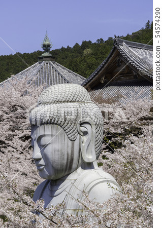 [Nara Prefecture] Osaka Temple Sakura Spring 54574290