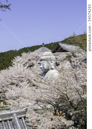 [奈良縣]大阪寺櫻花泉 54574293
