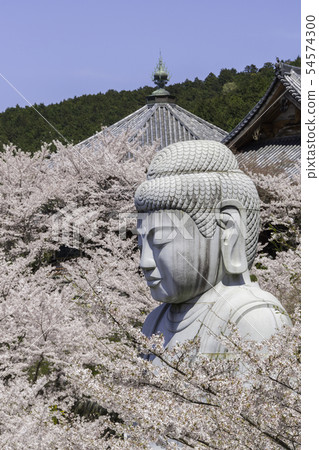 [Nara Prefecture] Osaka Temple Sakura Spring 54574300
