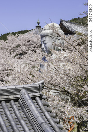 [Nara Prefecture] Osaka Temple Sakura Spring 54574309