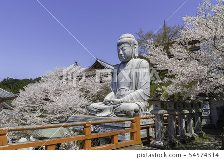 [Nara Prefecture] Osaka Temple Sakura Spring 54574314