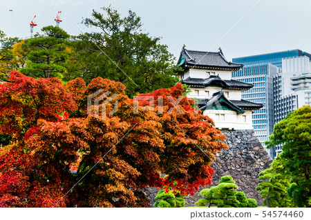 Tokyo Imperial Palace Higashi Gyoza Fujimi Mochi and autumn leaves 54574460