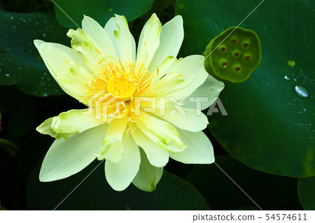 When the lotus flower blooms 54574611