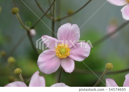 Aki Miku Chrysanthemum Beauty 54574695