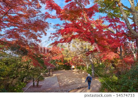 Tokyo Hachioji City A trail from the summit of Takao in autumn to the autumnal leaves, itchoping, and Shiroyama towards the west Tokyo Hachioji City A trail from the summit of Takao in autumn to the autumnal leaves, itchoping, and Shiroyama towards the west 54574733