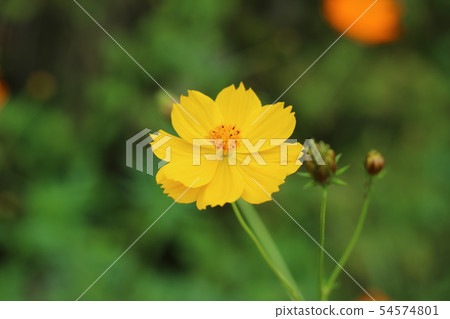Lemon-colored yellow cosmos (lemon bright) 54574801