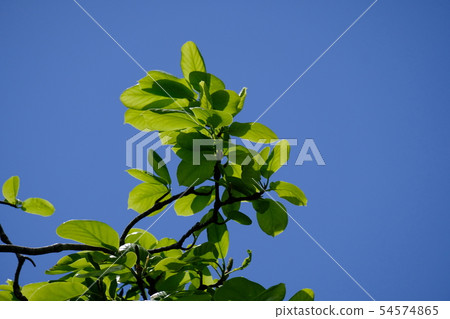 Fresh green 54574865