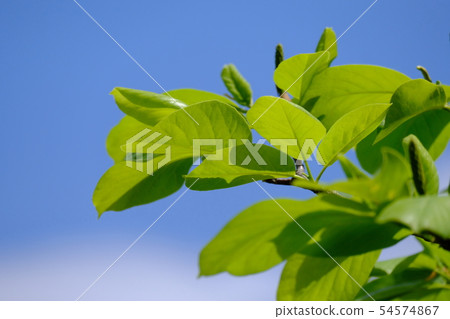 Fresh green 54574867