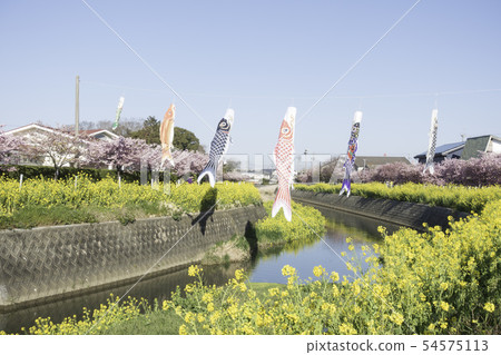 Empty Tagawa Sakura Rape Blossoms 54575113