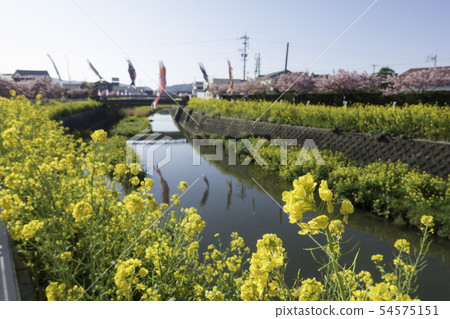 Empty Tagawa Sakura Rape Blossoms 54575151