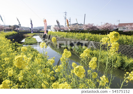 Empty Tagawa Sakura Rape Blossoms 54575152