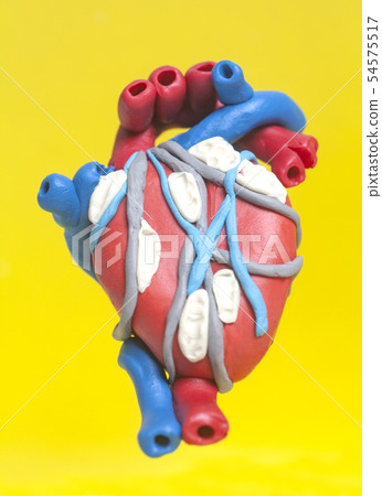 Anatomy of Human Heart Anatomy of Human Heart 54575517