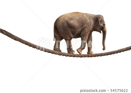Acrobat Elephant Walking On Rope Acrobat Elephant Walking On Rope 54575622