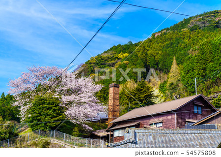 陶器（中山）和櫻花盛開的村莊 54575808