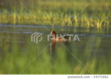 Eurasian Wigeon, Bhigavan, Pune, Maharashtra India 54575882