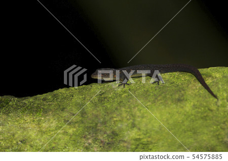 Cnemasphis indica, Mukruti tiger reserve Tamilnadu 54575885