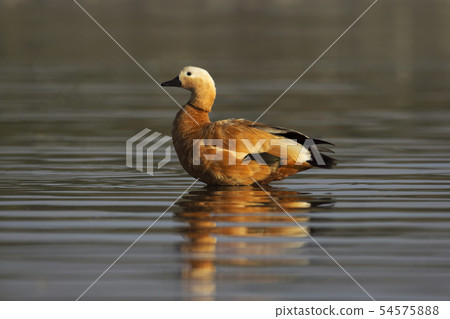 Brahminy duck, Bhigvan, Pune, Maharashtra, India 54575888