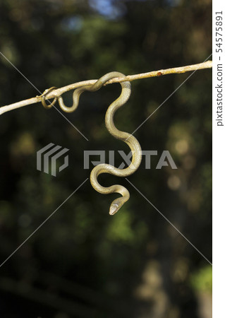 Ahetulla perroteti, Ooty, Tamil Nadu, India 54575891